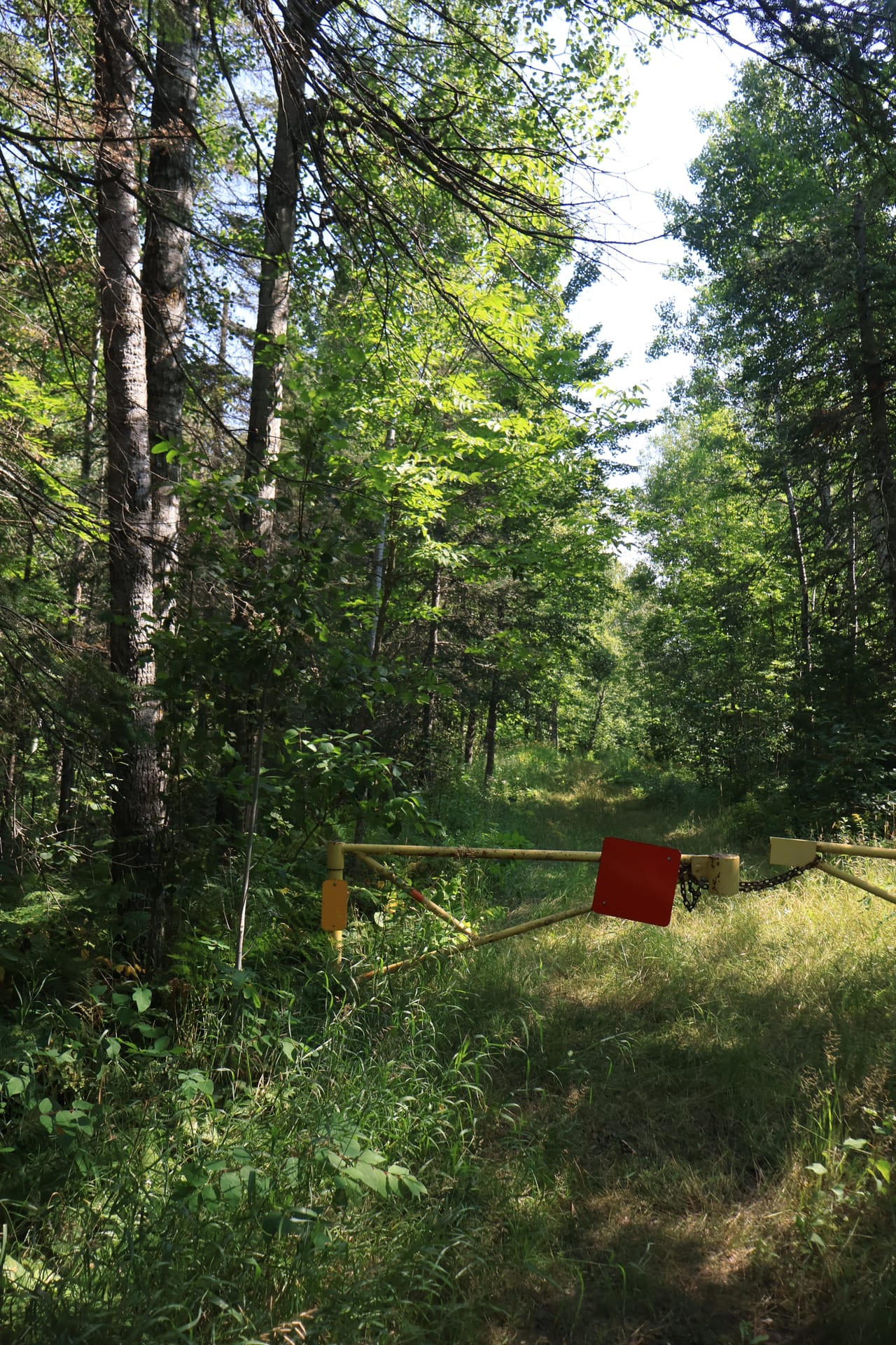 Scrubby birch and balsam.JPG