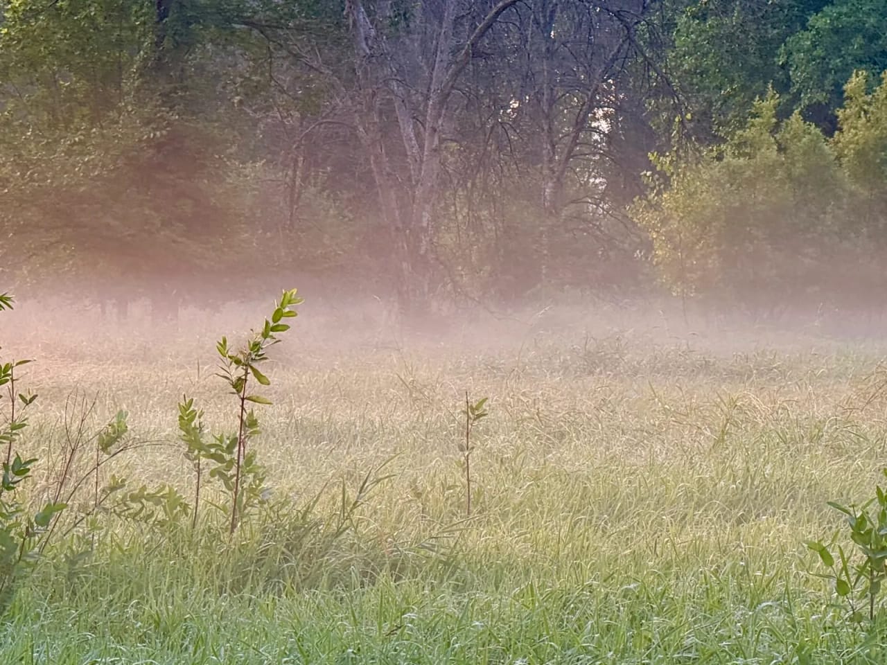 Foggy morning field