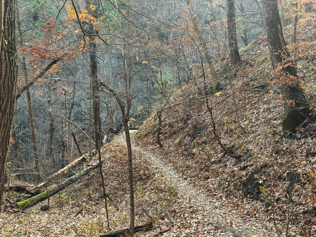 Forest path in autumn
