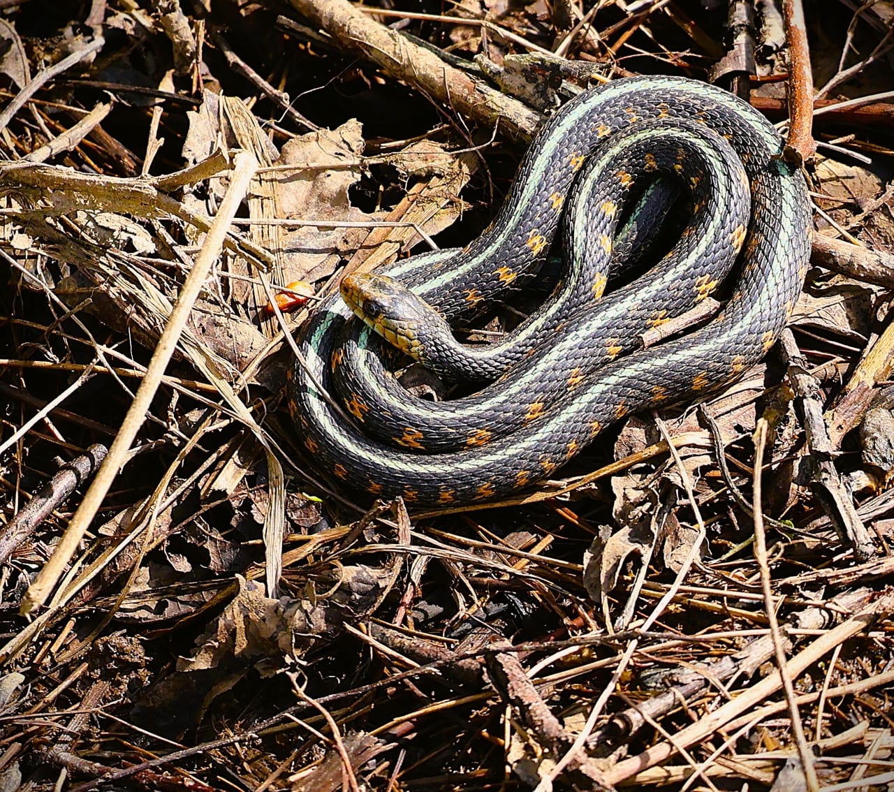 Fragile Coil.JPG
